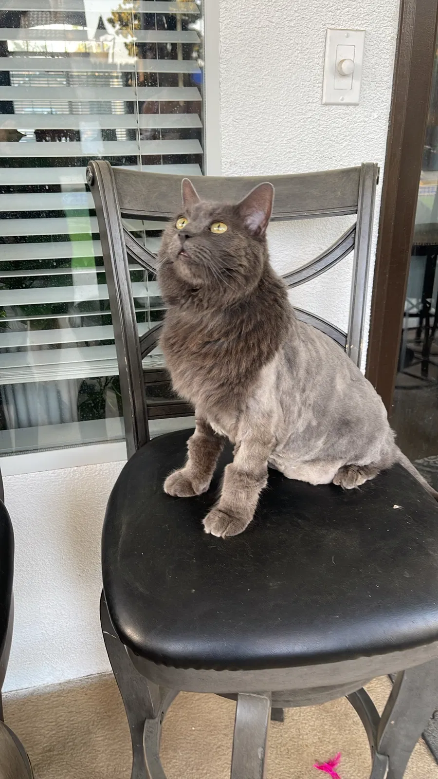 Lost cat in Bakersfield, CA, 93312