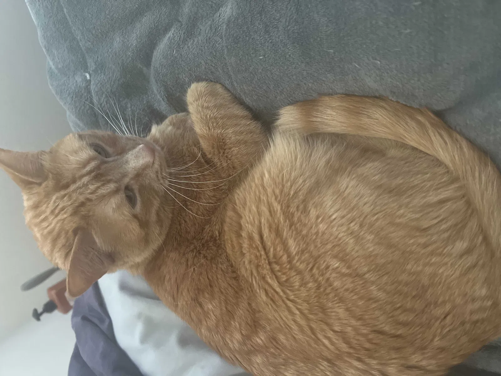 Lost cat in Albuquerque, NM, 87114