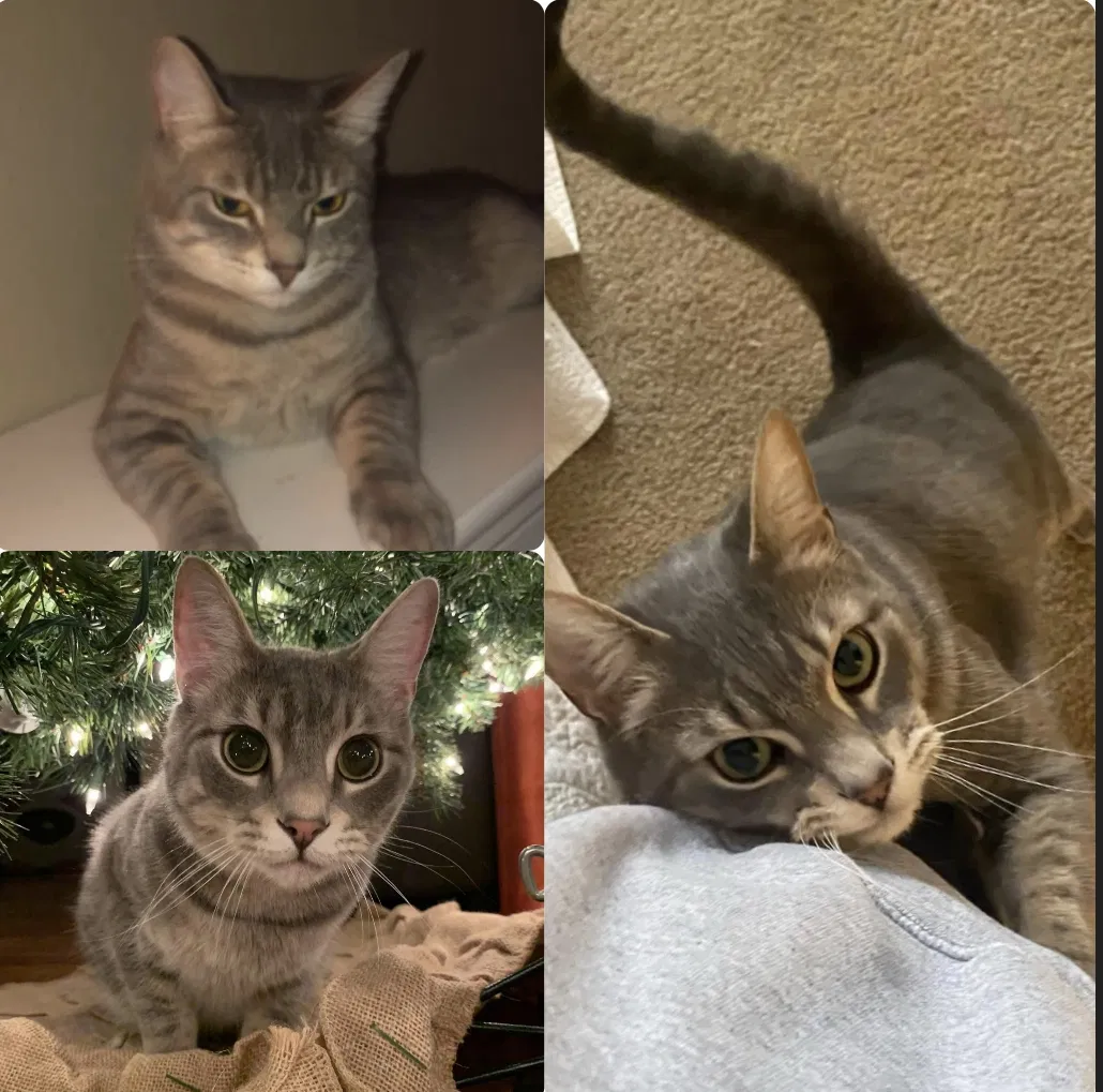 Lost cat in Bessemer, AL, 35023