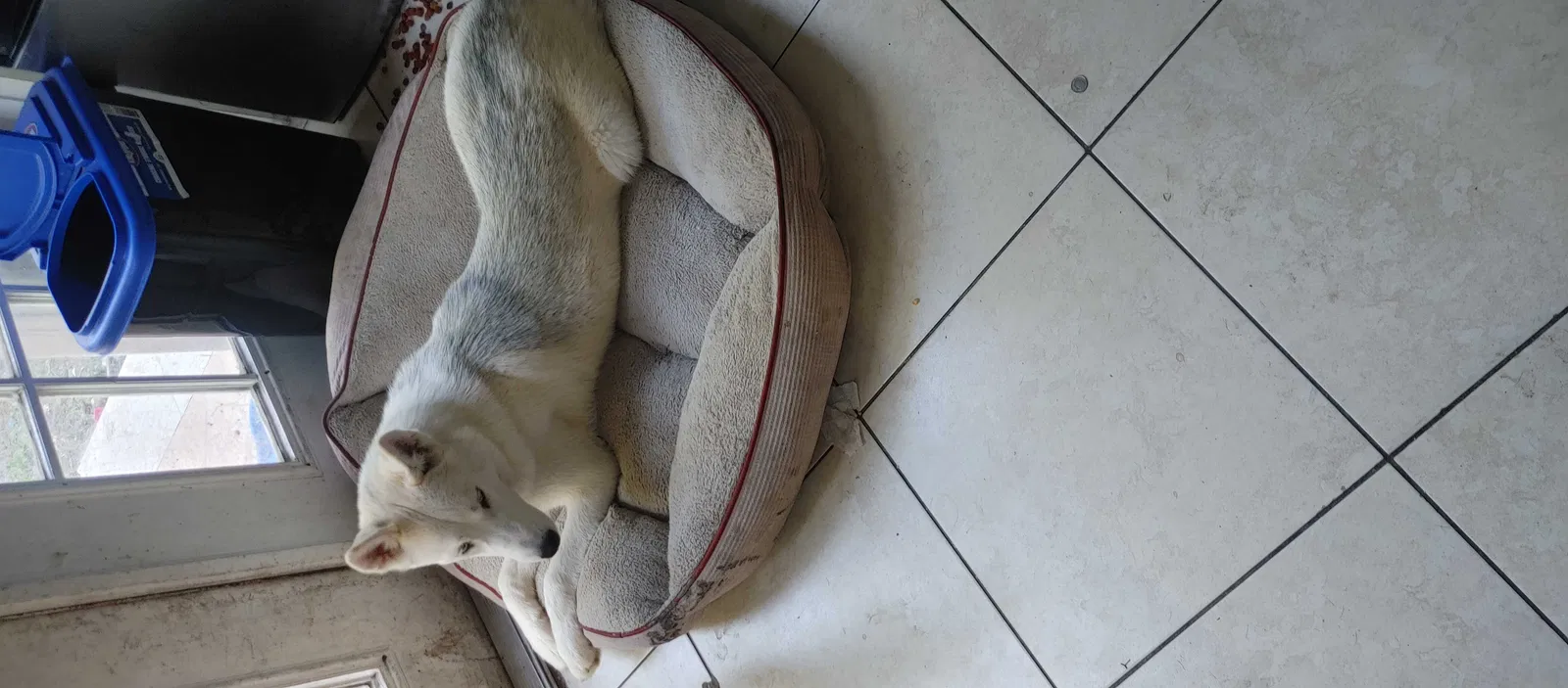 Lost dog in Tampa, FL, 33610