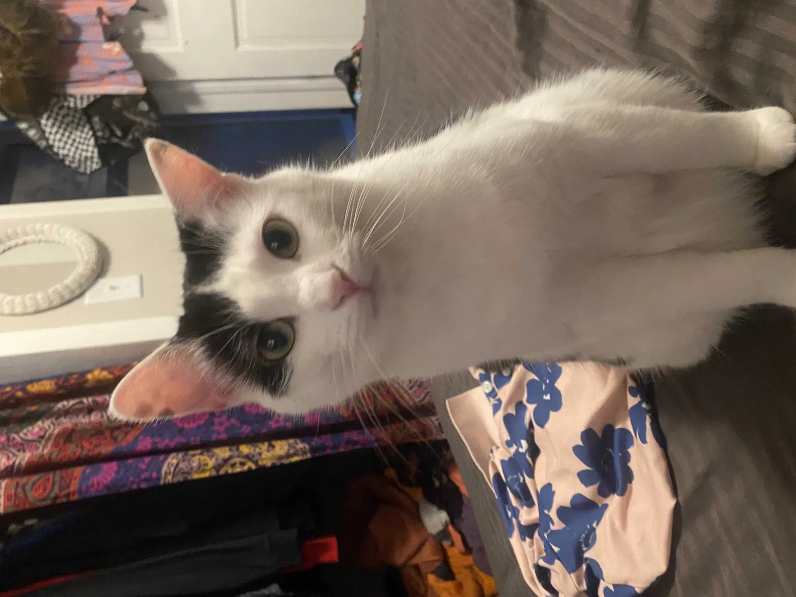 Lost cat in Spring Lake, MI, 49456