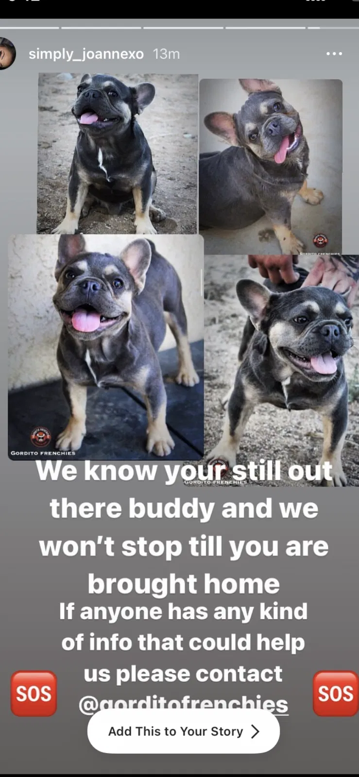 Lost dog in Apple Valley, CA, 92308