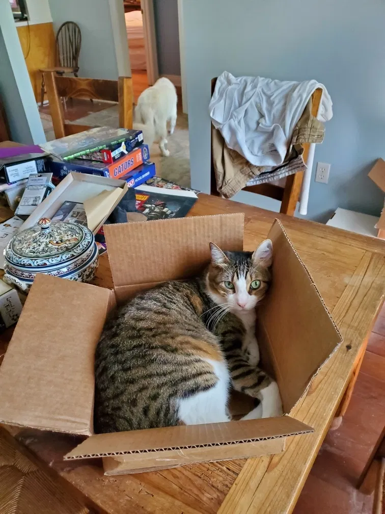 Lost cat in Madisonville, LA, 70447