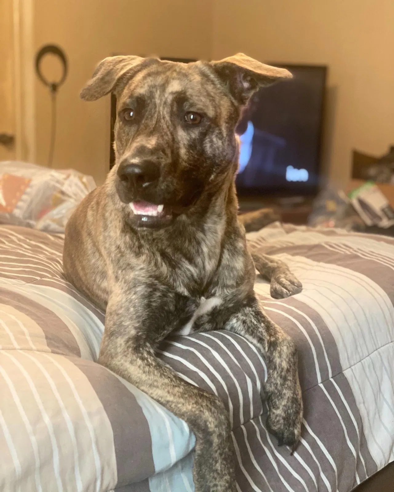 Lost dog in Baytown, TX, 77520