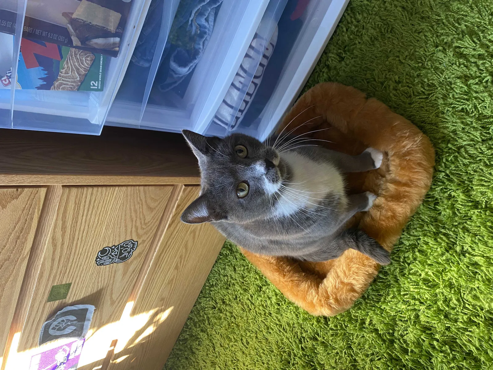 Lost cat in Greensboro, NC, 27410