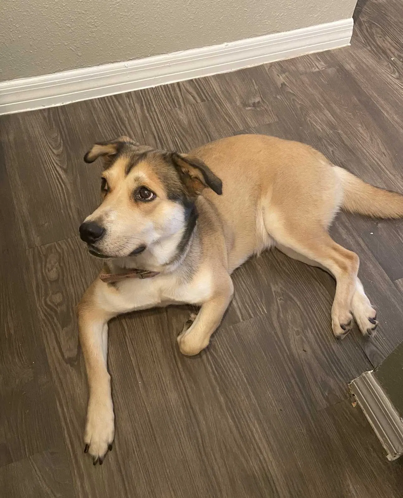 Lost dog in Orange Park, FL, 32073