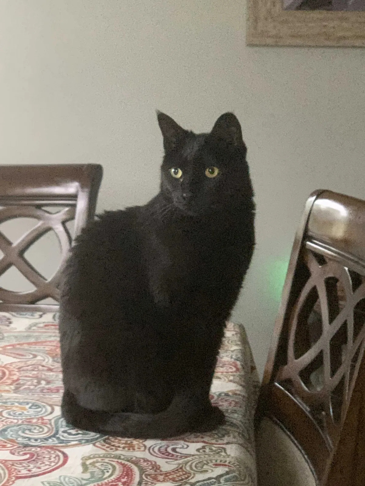 Lost cat in Rochester, NY, 14612