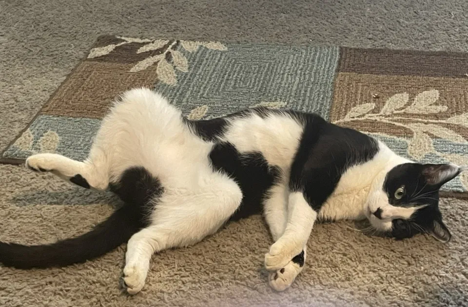 Lost cat in Laguna Hills, CA, 92653