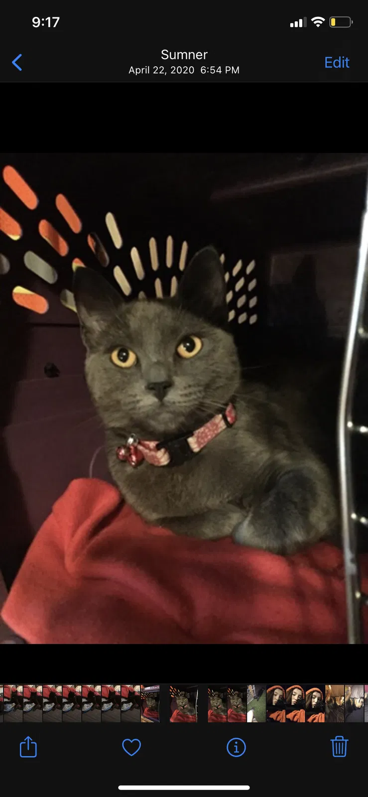 Lost cat in Sumner, WA, 98390