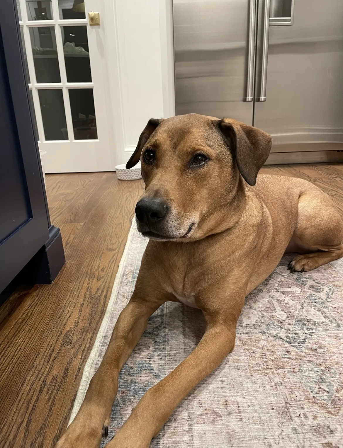 Lost dog in Millburn, NJ, 7041