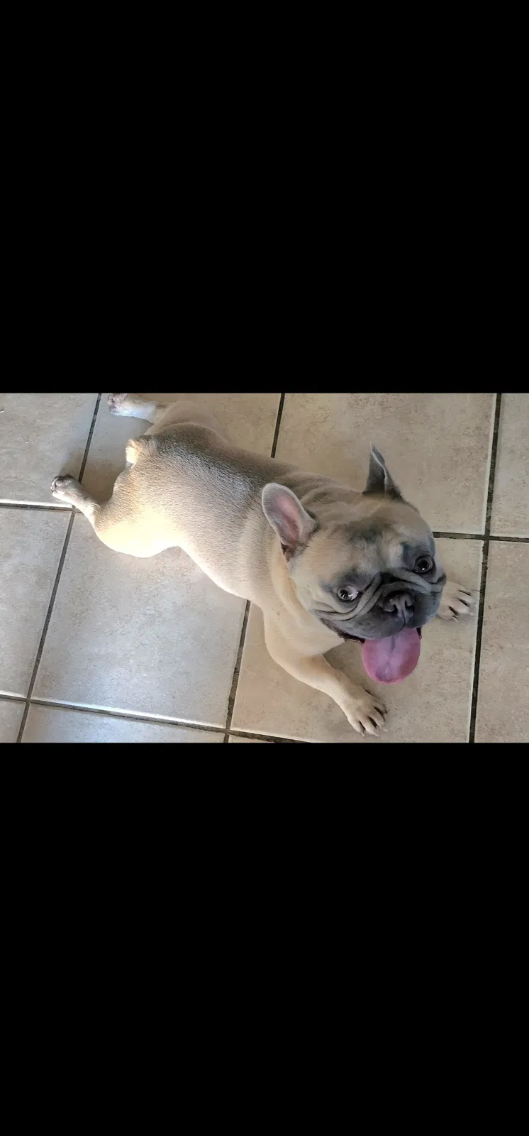 Lost dog in Humble, TX, 77396
