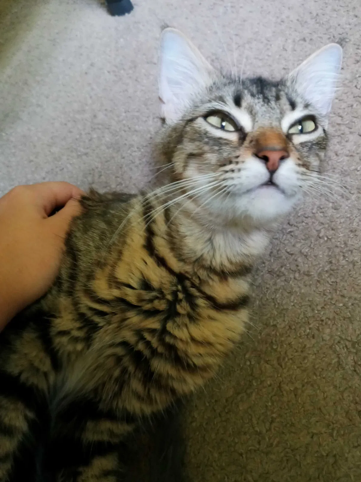 Lost cat in Pensacola, FL, 32507