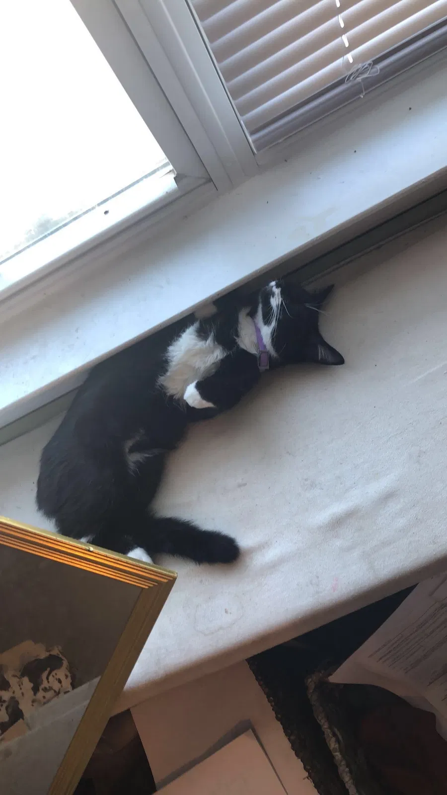 Lost cat in Gallatin, TN, 37066