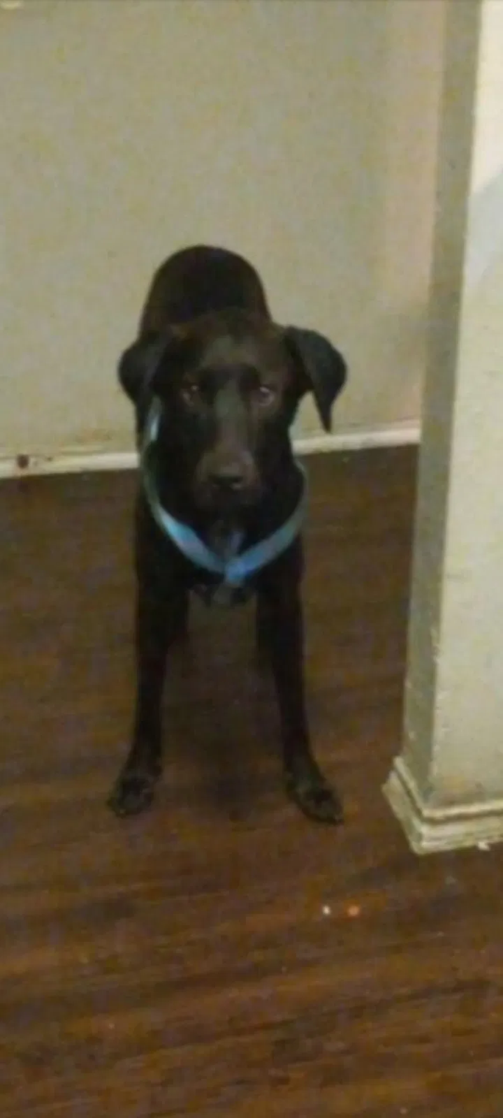 Lost dog in Yorktown, TX, 78164