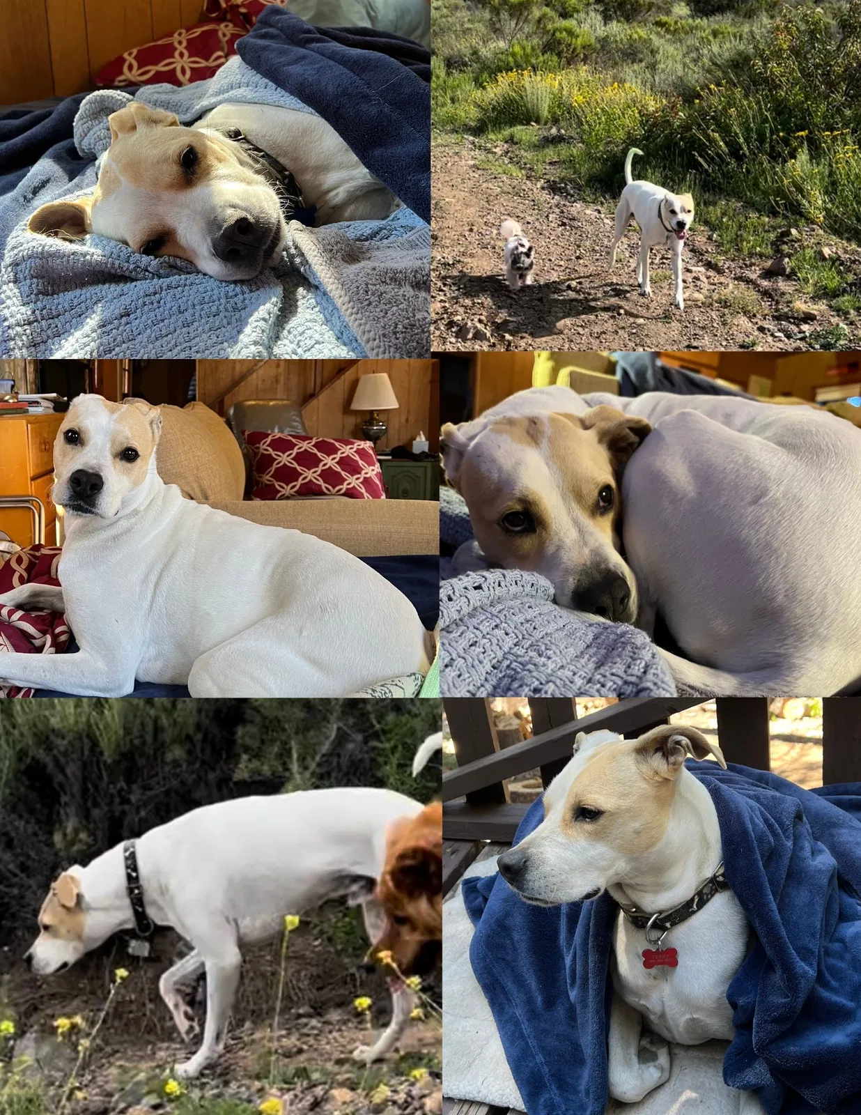 Lost dog in Oceanside, CA, 92057
