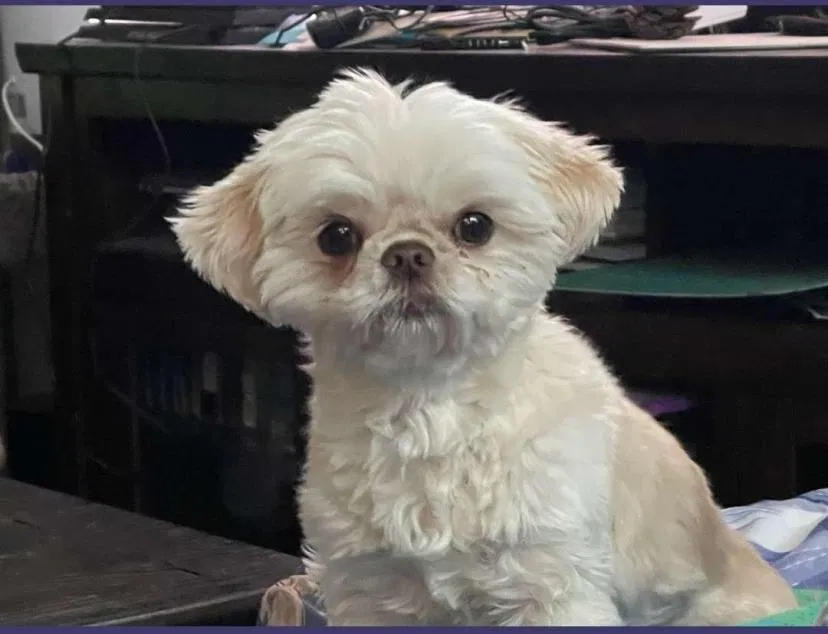 Lost dog in North Las Vegas, NV, 89081