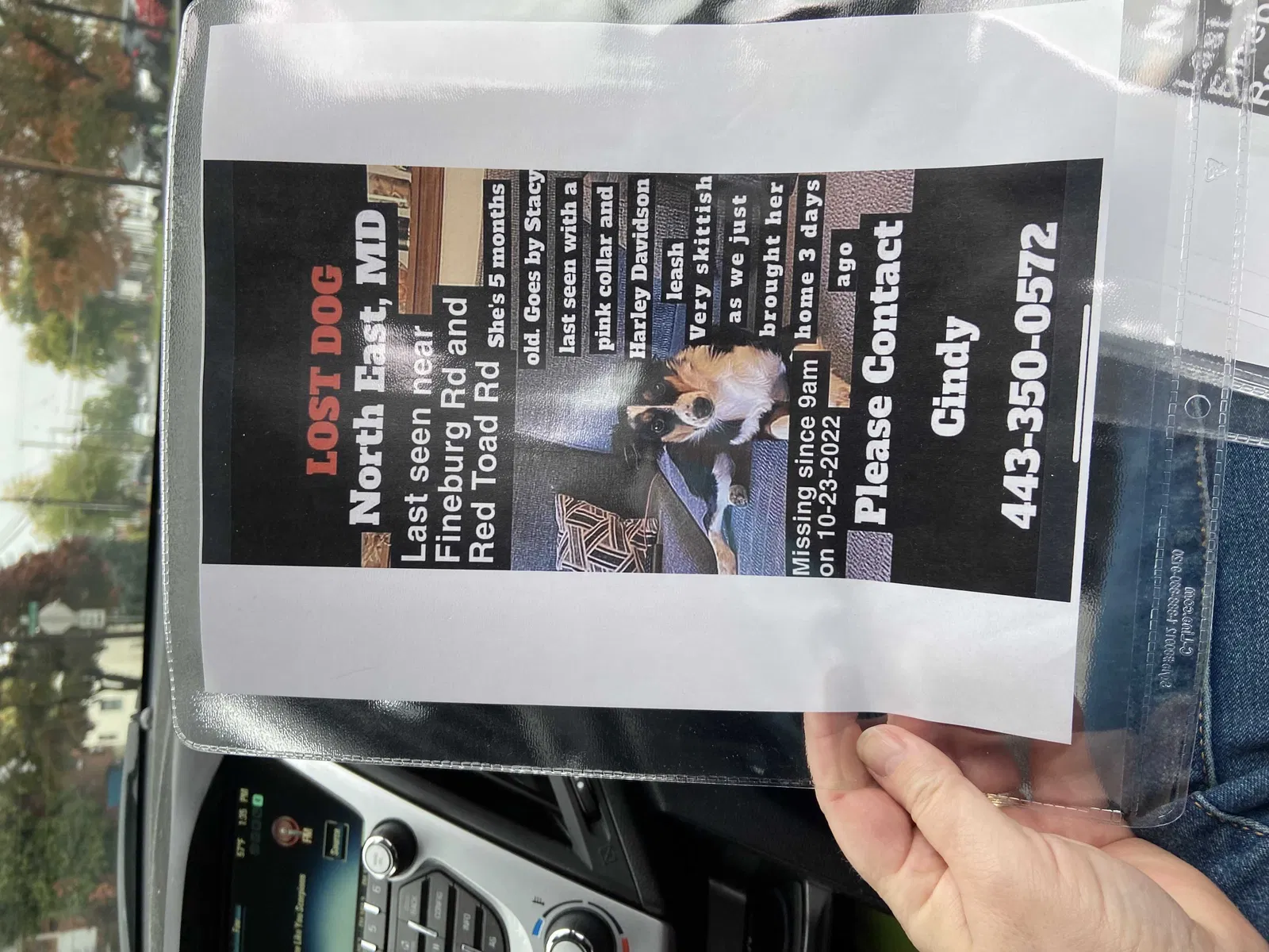 Lost dog in North East, MD, 21901
