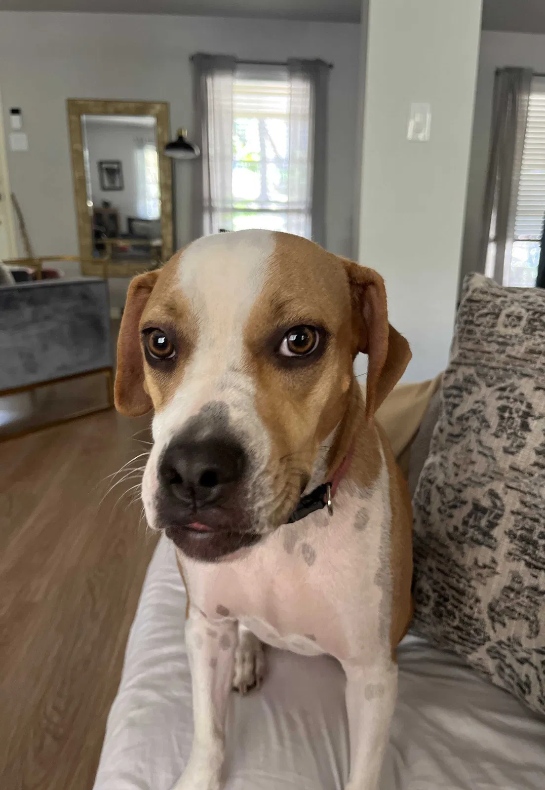 Lost dog in San Antonio, TX, 78230