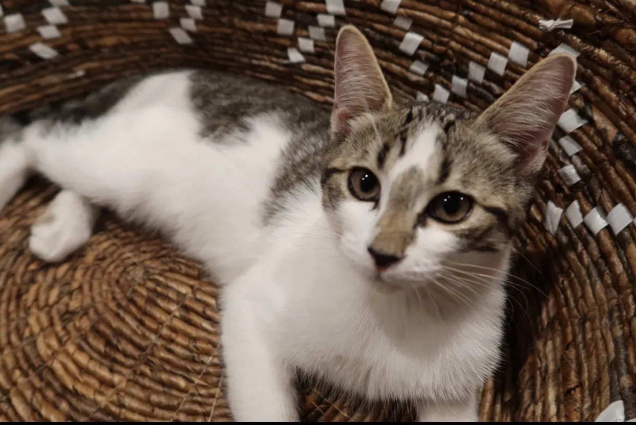 Lost cat in Stoneham, MA, 2180