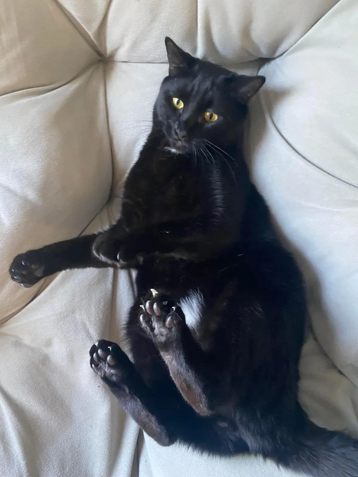Lost cat in Clarksville, TN, 37042