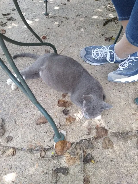 Lost cat in Waverly Hall, GA, 31831