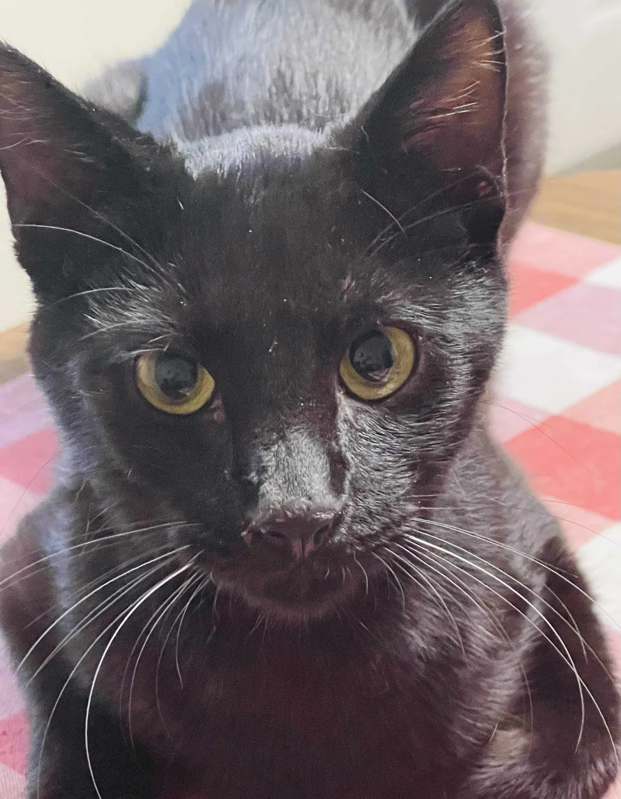 Lost cat in Seagoville, TX, 75159