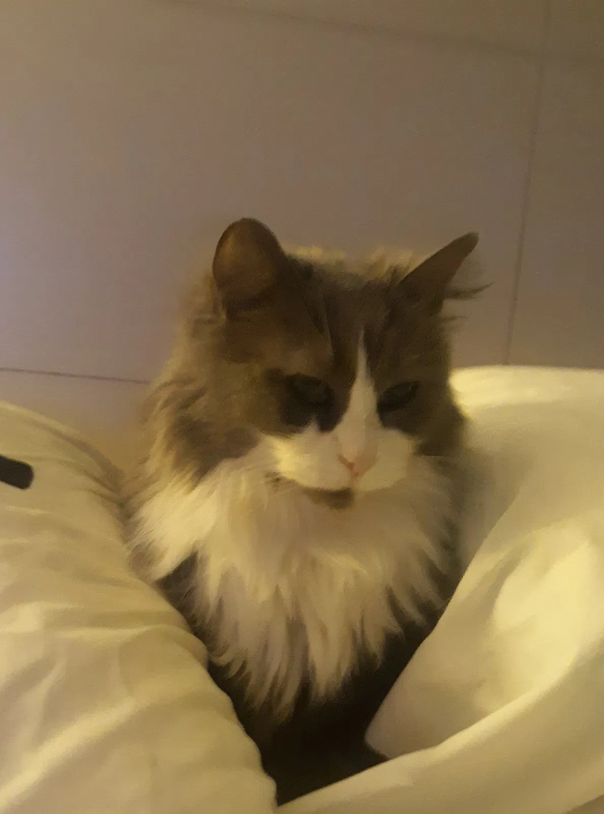 Lost cat in Carol Stream, IL, 60188