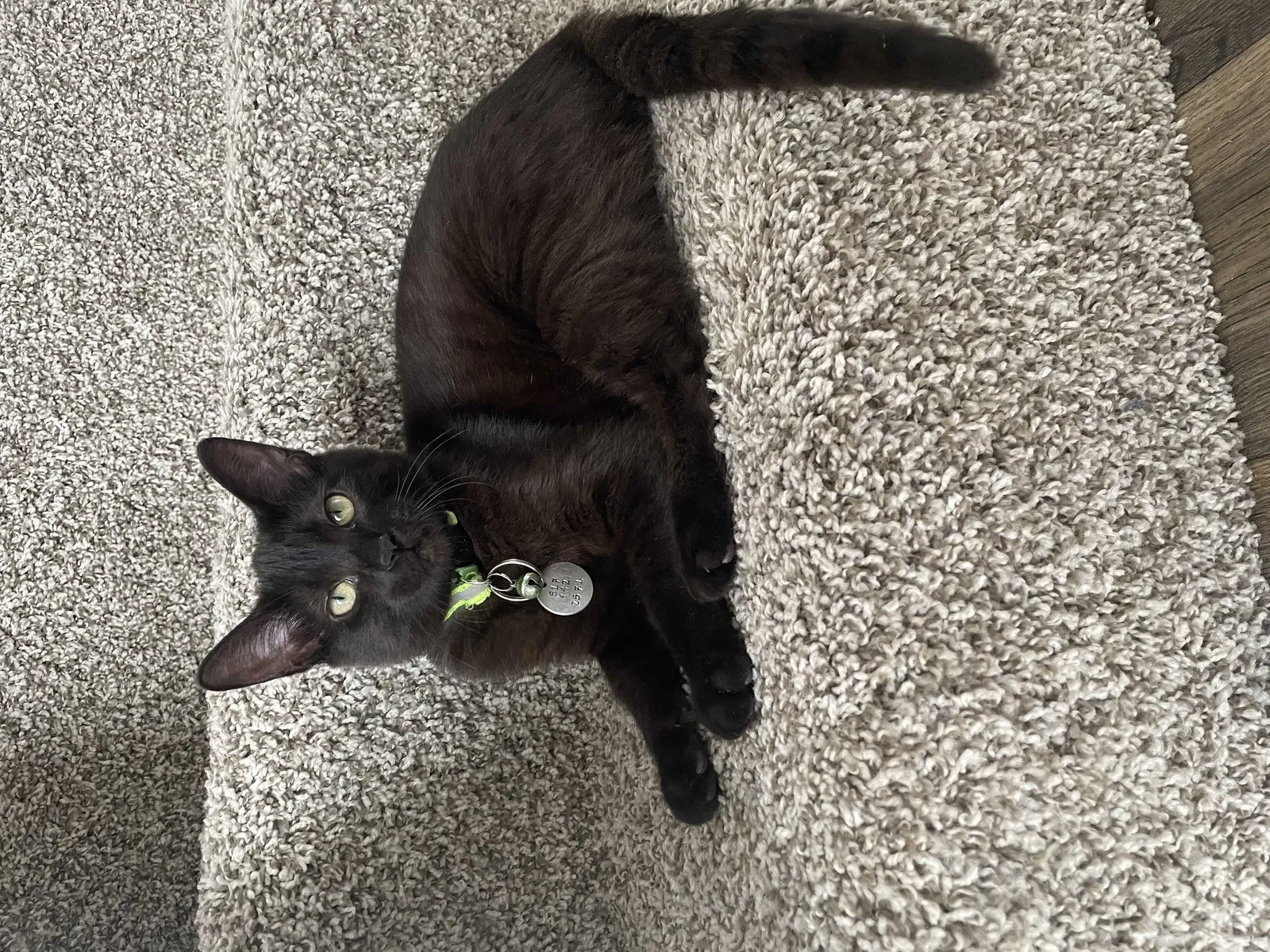 Lost cat in Pittsburgh, PA, 15202
