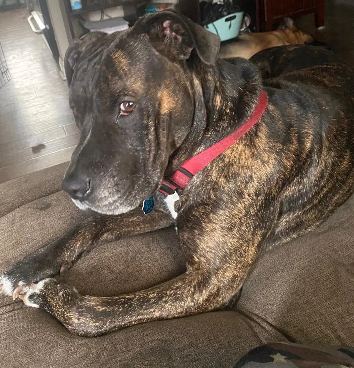 Lost dog in Portsmouth, VA, 23701