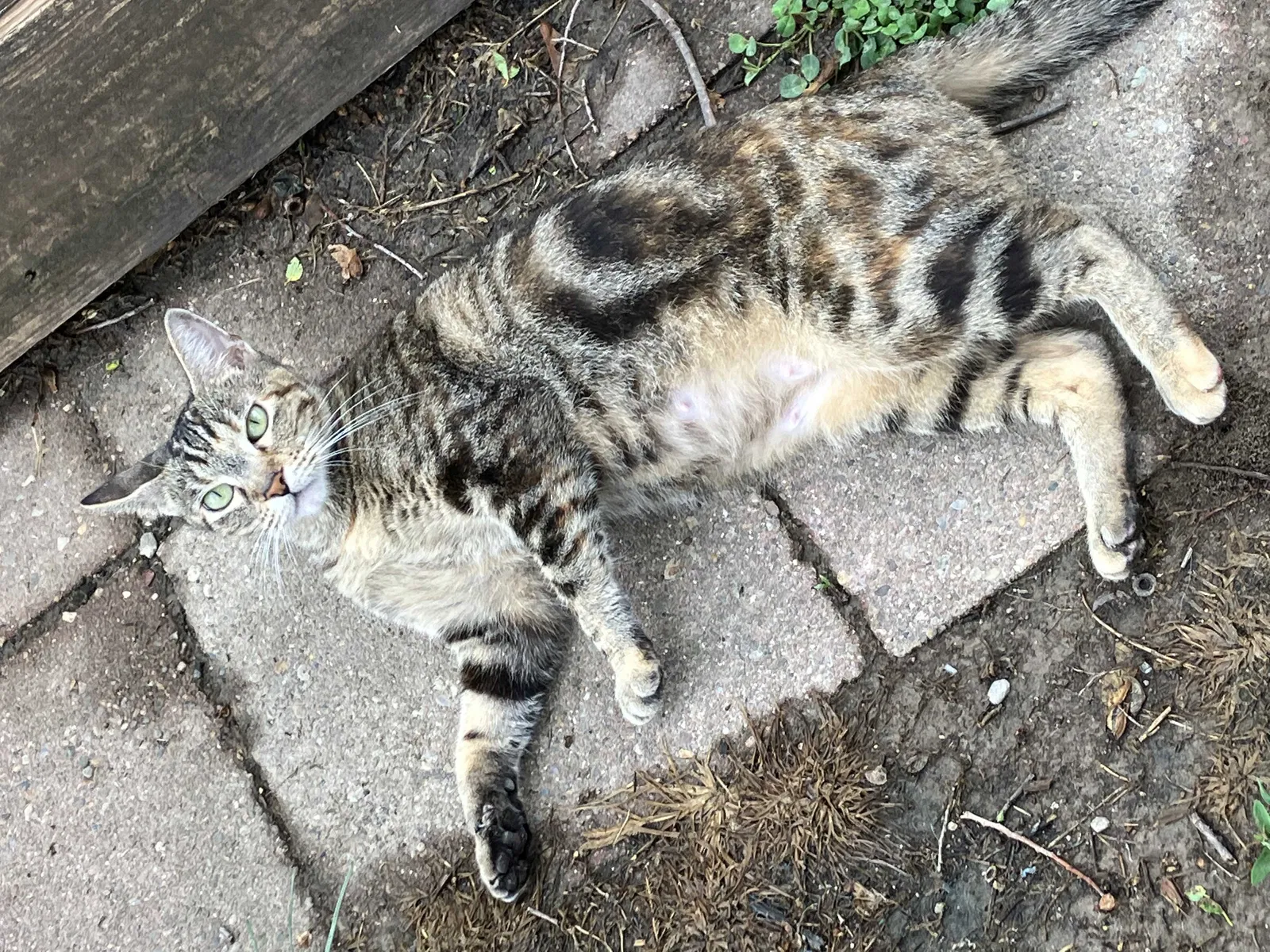 Lost cat in Indianapolis, IN, 46222