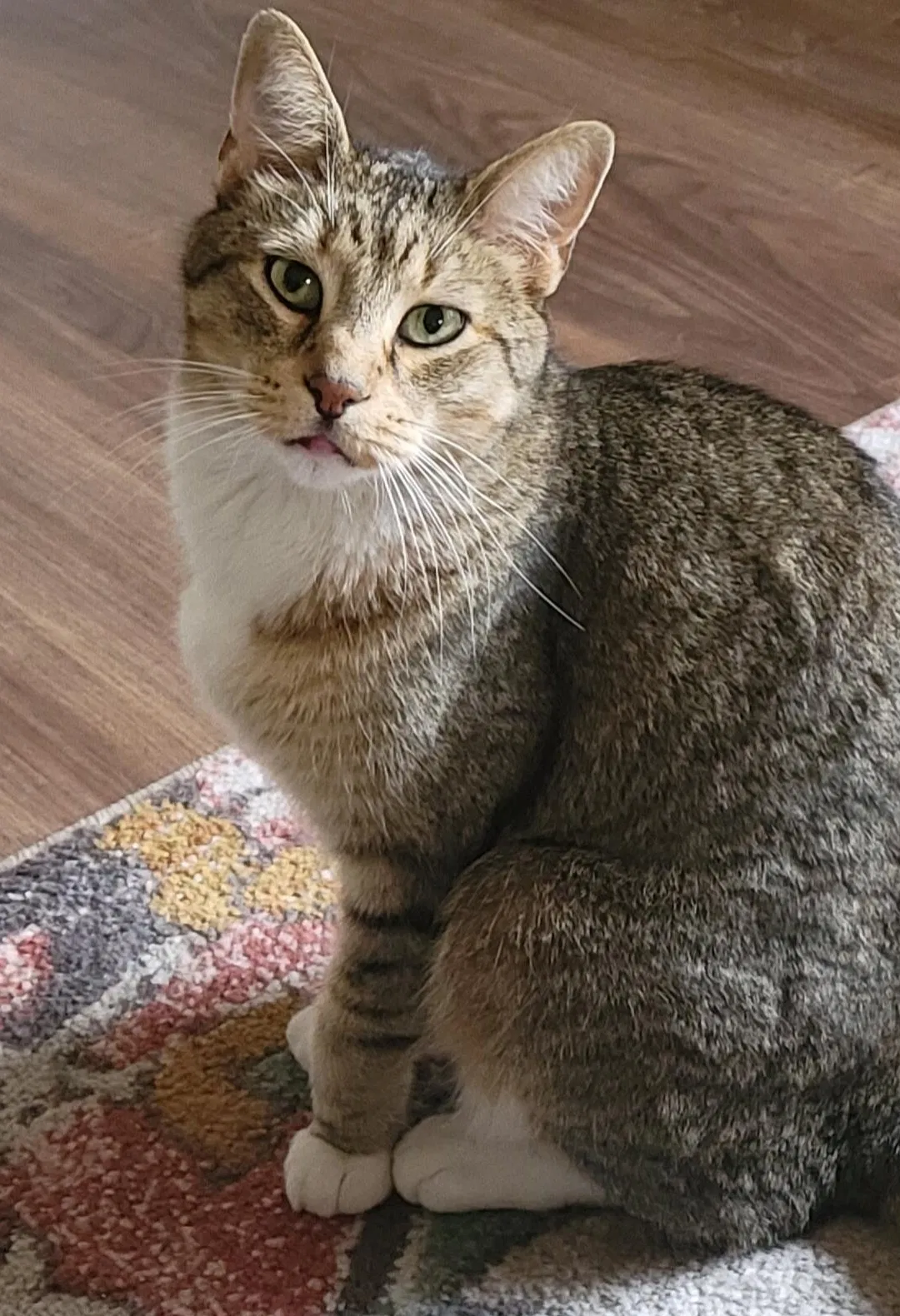 Lost cat in Saint Paul, MN, 55113