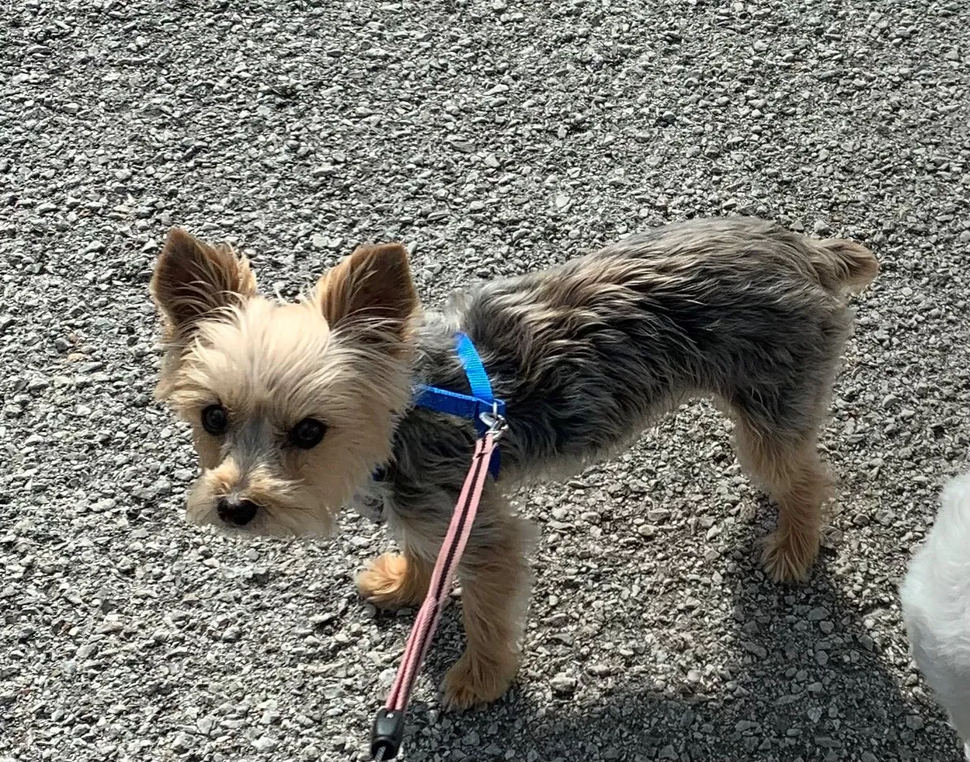 Lost dog in Tulsa, OK, 74145