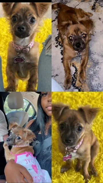 Lost dog in Union City, GA, 30291