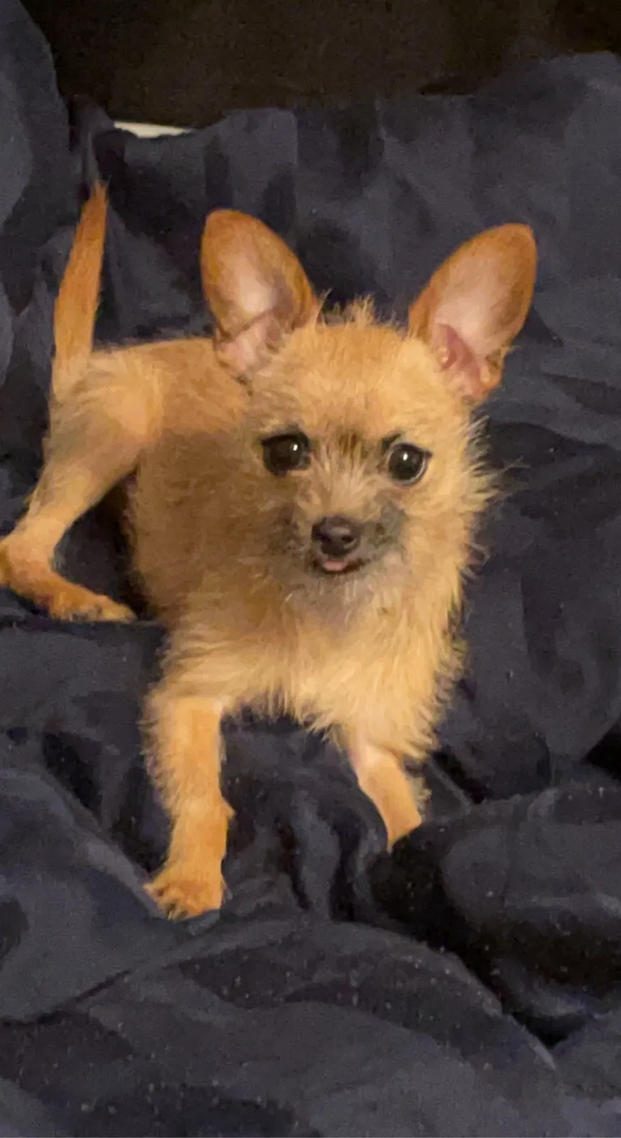 Lost dog in Las Vegas, NV, 89121