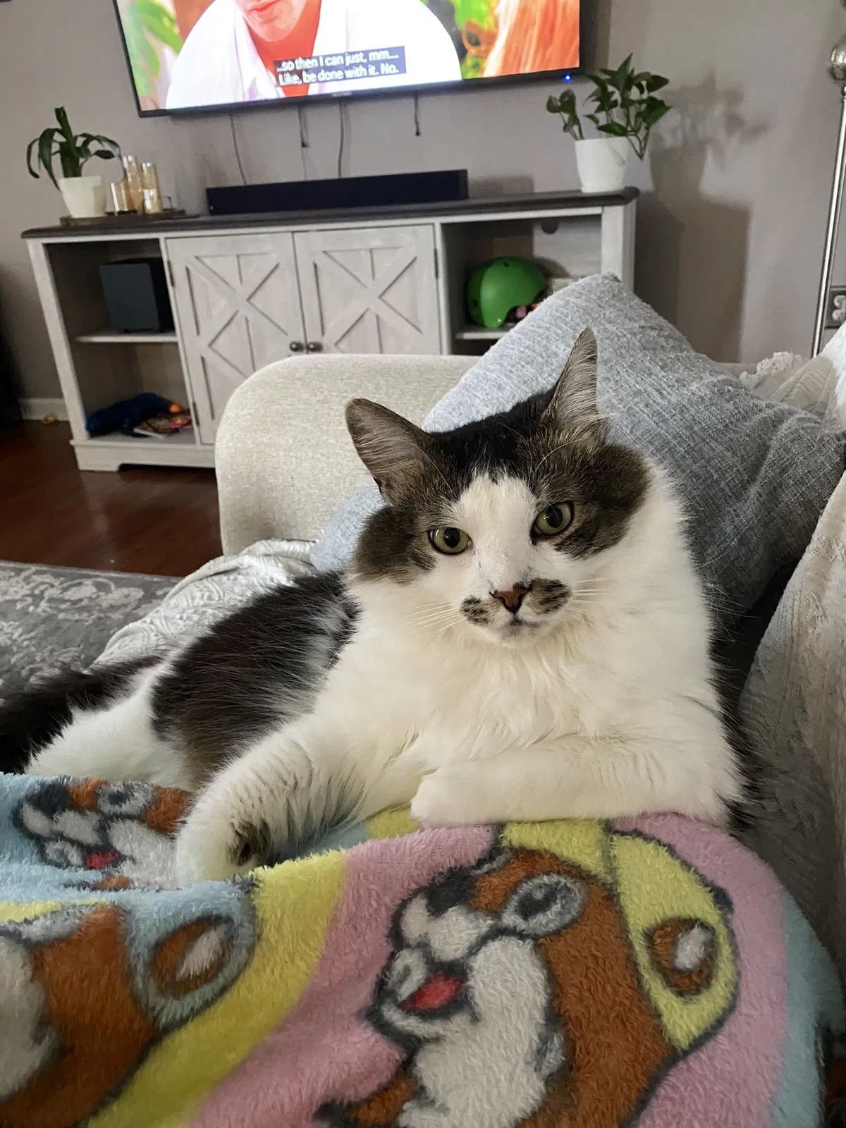 Lost cat in High Point, NC, 27265