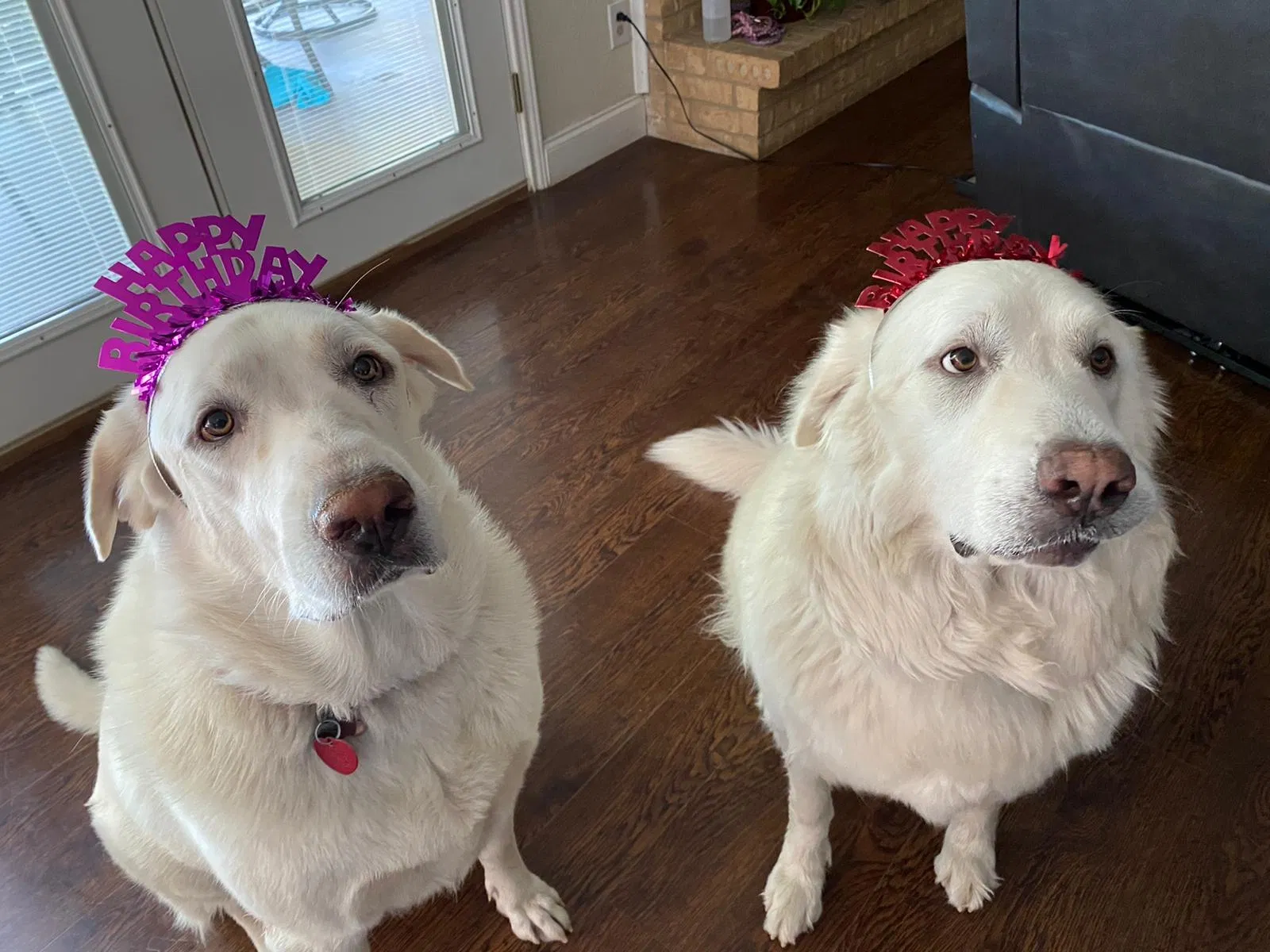 Lost dog in Plano, TX, 75074