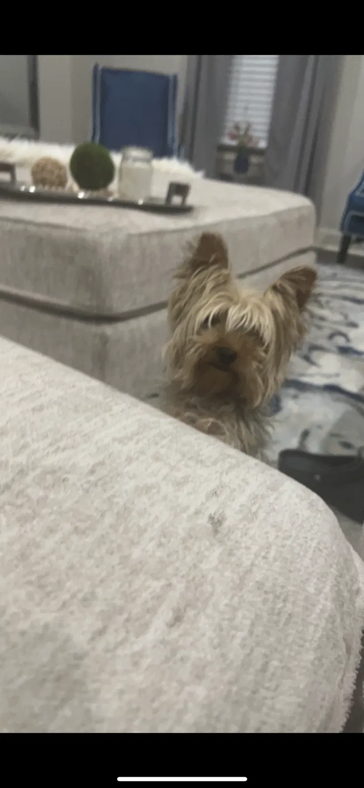 Lost dog in Rome, GA, 30161