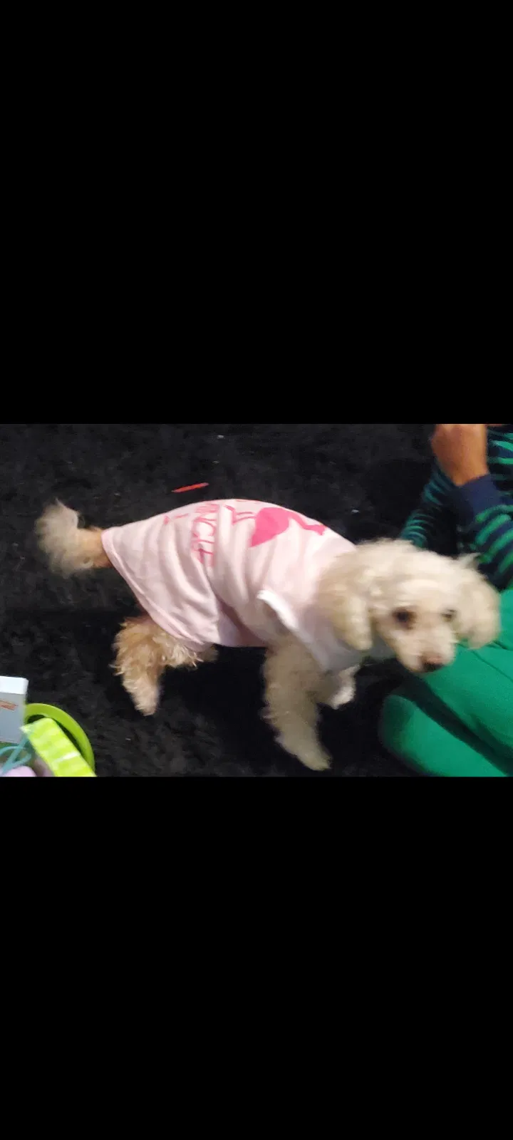 Lost dog in Los Angeles, CA, 90044