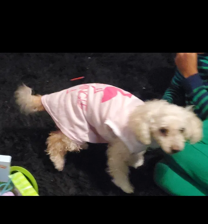 Lost dog in Los Angeles, CA, 90044