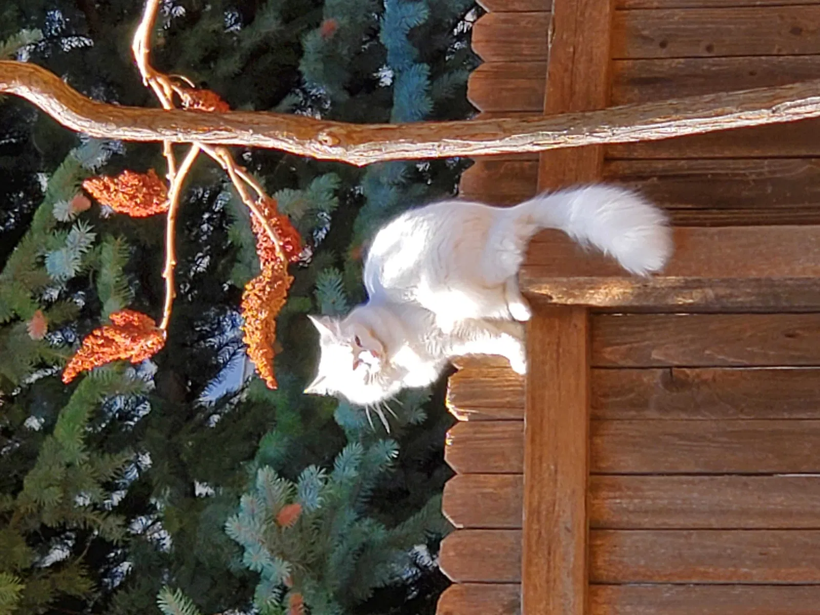 Lost cat in Longmont, CO, 80504