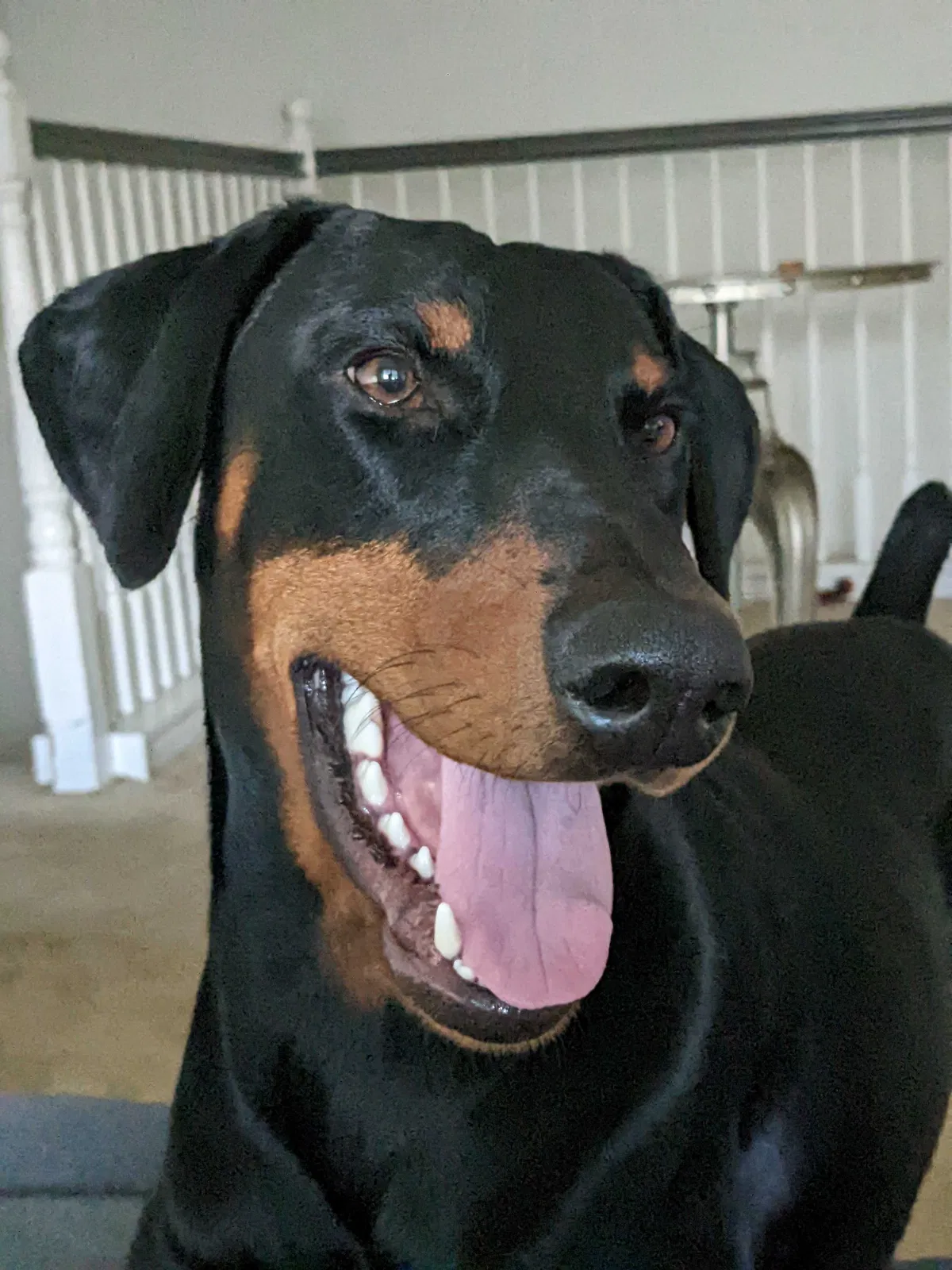 Lost dog in Chula Vista, CA, 91913