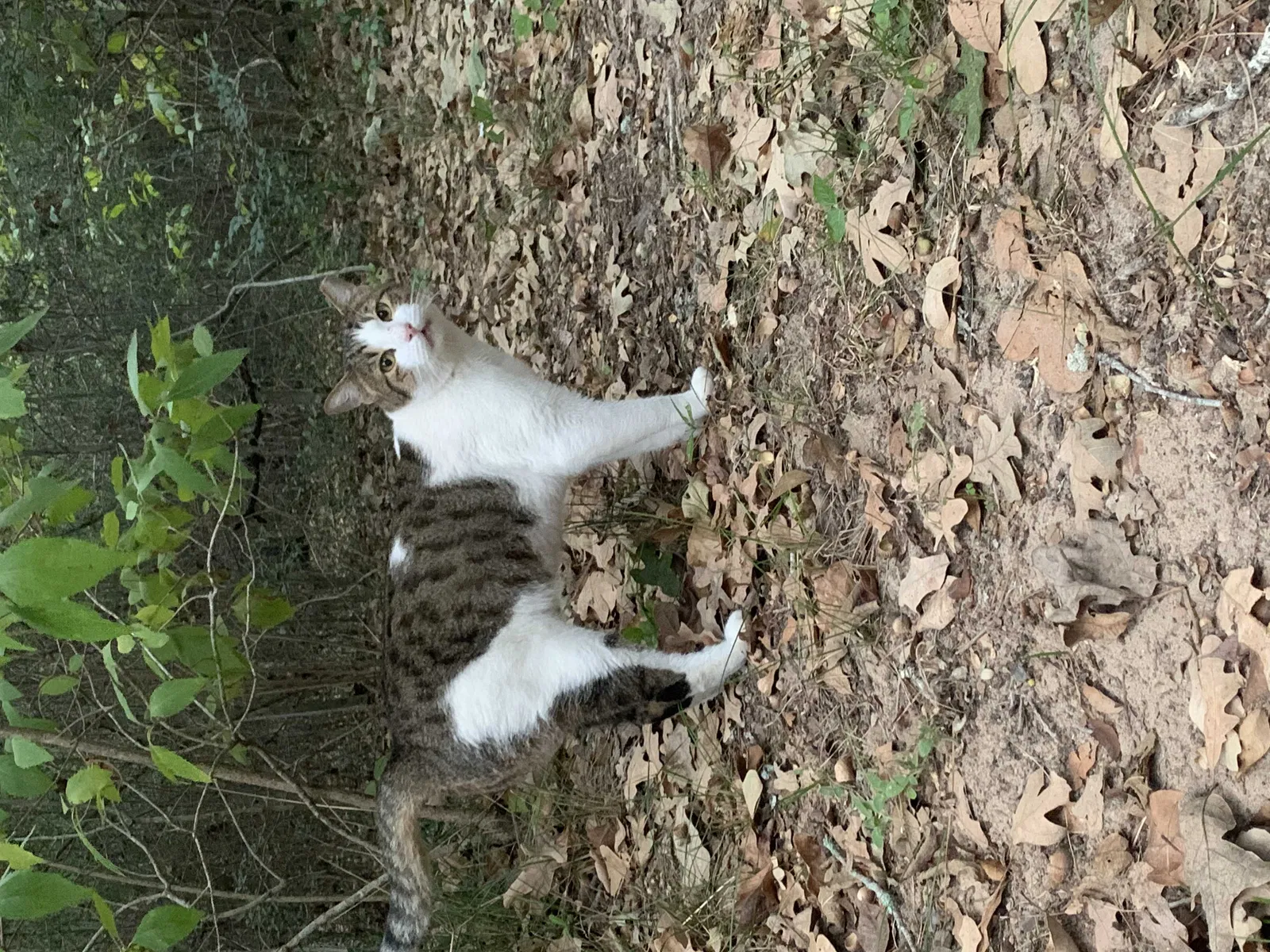Found cat in Tomball, TX, 77375