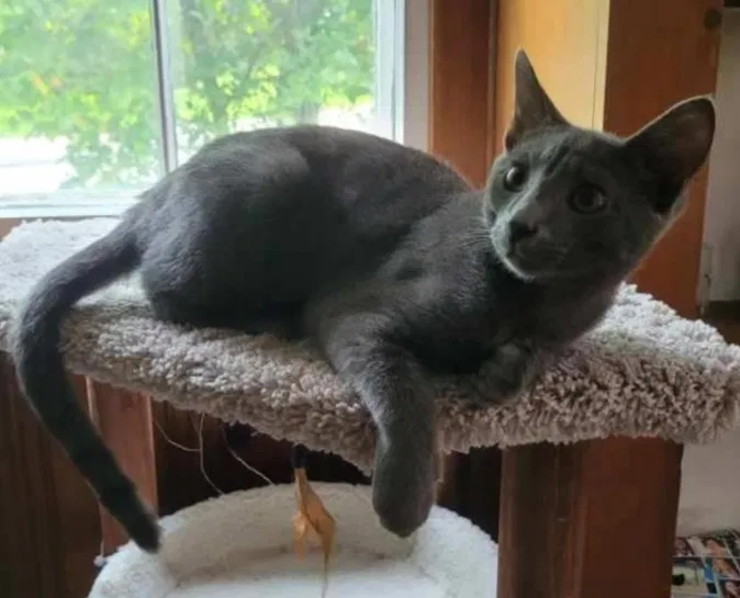 Lost cat in Bethel Park, PA, 15102