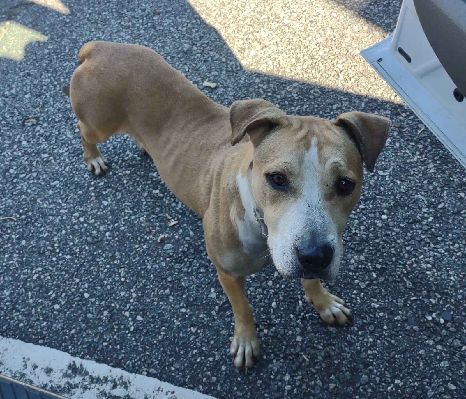 Found dog in Albany, GA, 31707