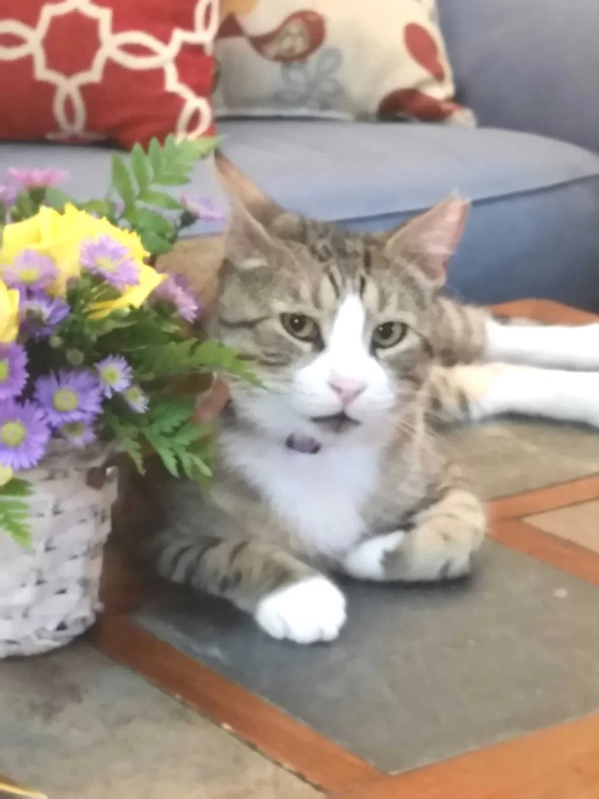 Lost cat in Maricopa, AZ, 85138