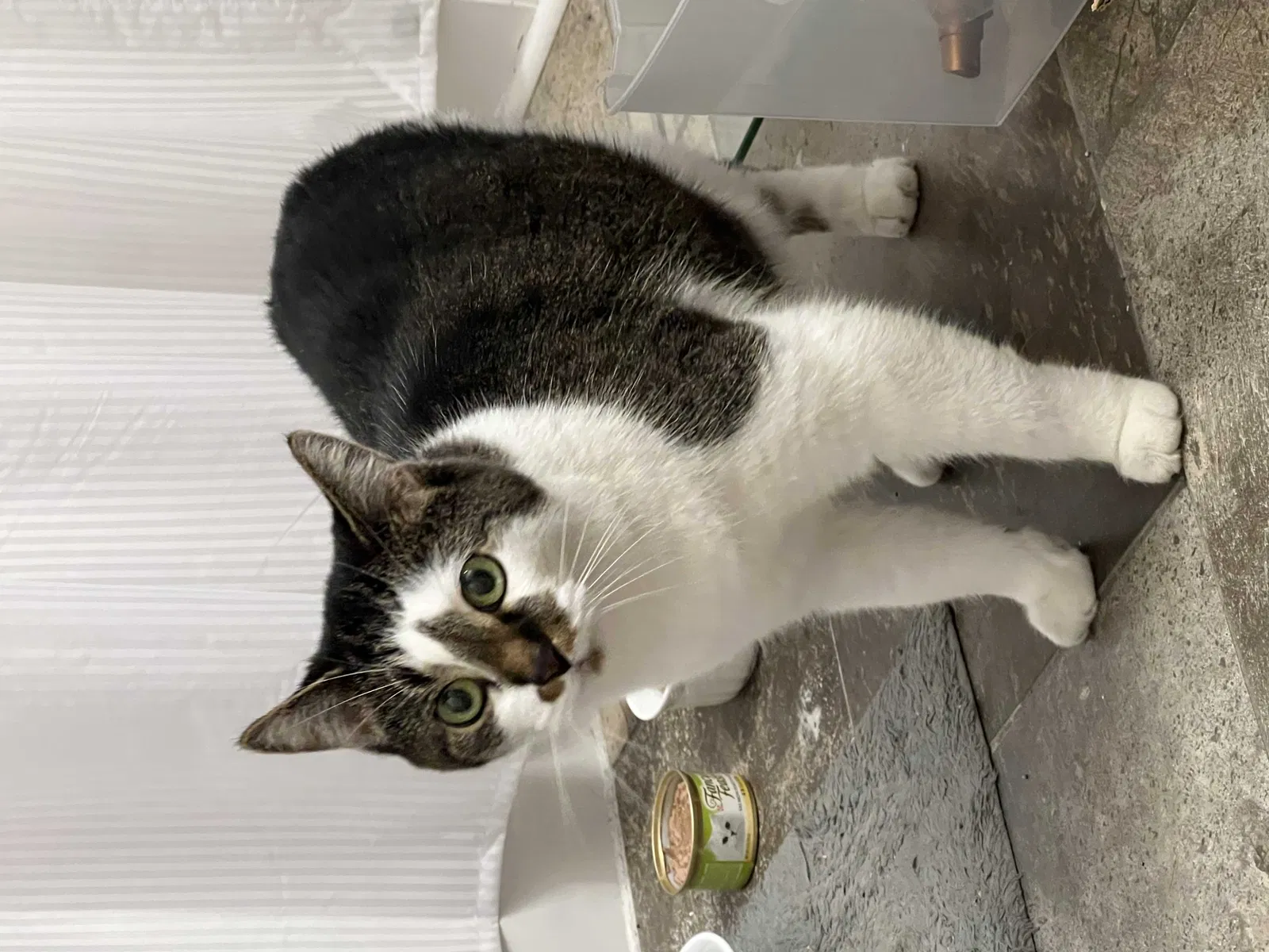 Found cat in Grand Rapids, MI, 49506
