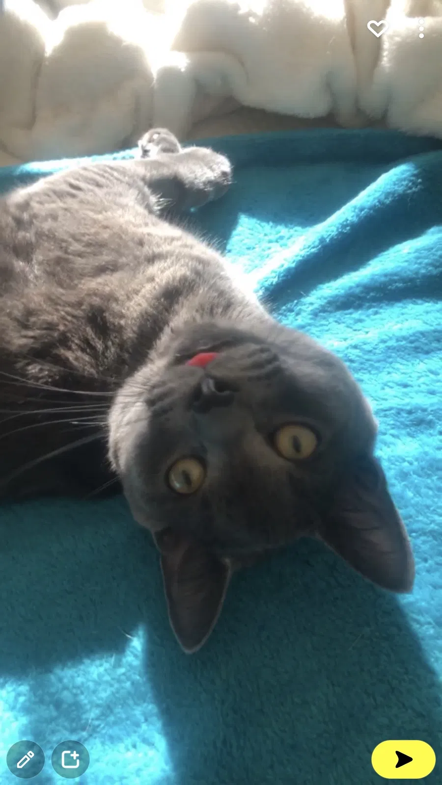 Lost cat in Snellville, GA, 30039