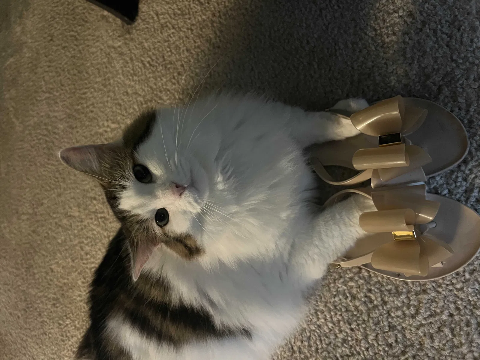 Lost cat in Las Vegas, NV, 89178