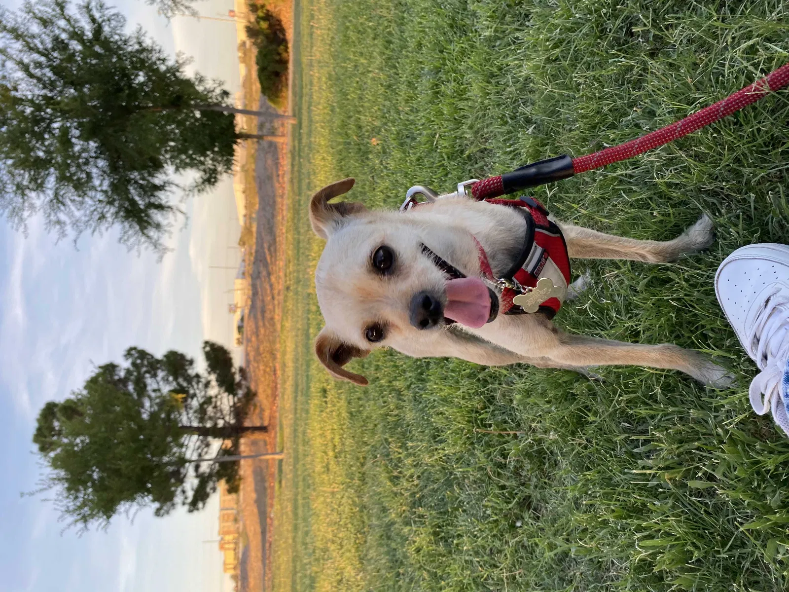Lost dog in El Paso, TX, 79907