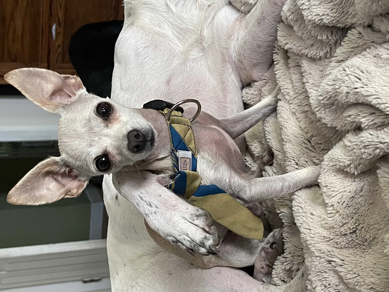 Lost dog in Silver Springs, NV, 89429